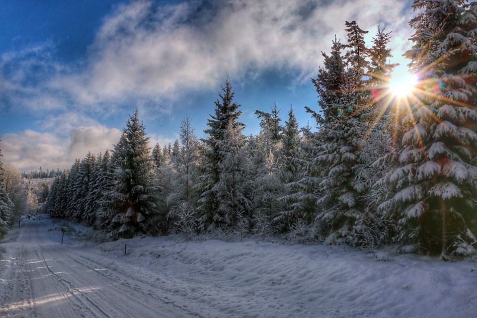 Bilspor i snøen med sol mellom trærne