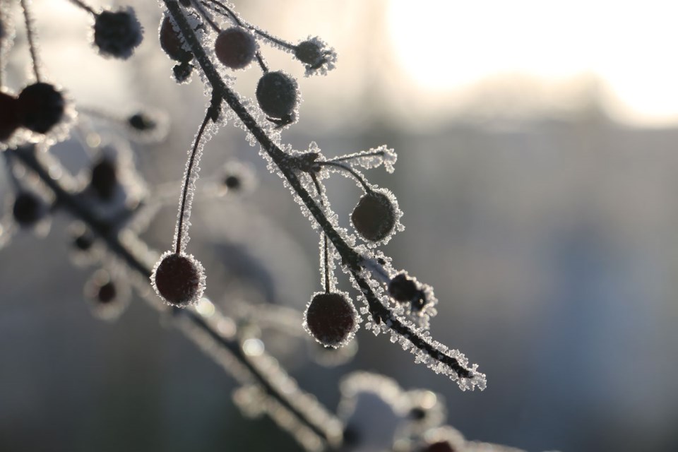 Makrofotografering av frosne bær på en gren