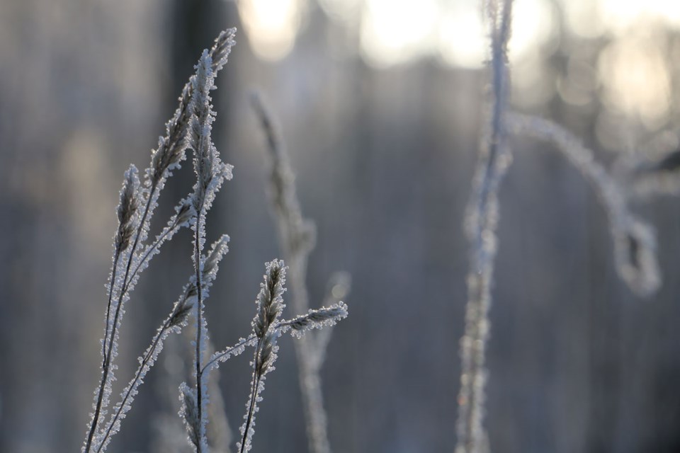 Kvister med frost i makro