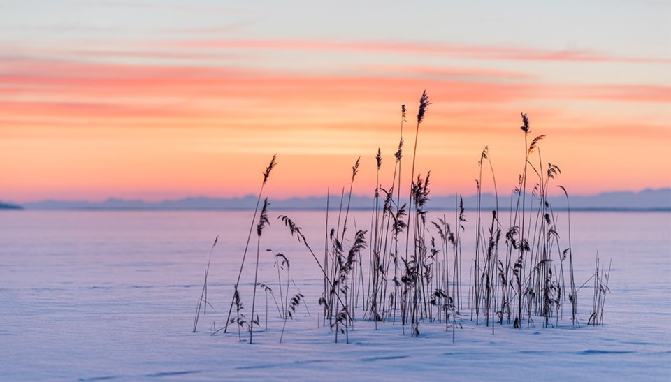 Siv i snøen ved solnedgang
