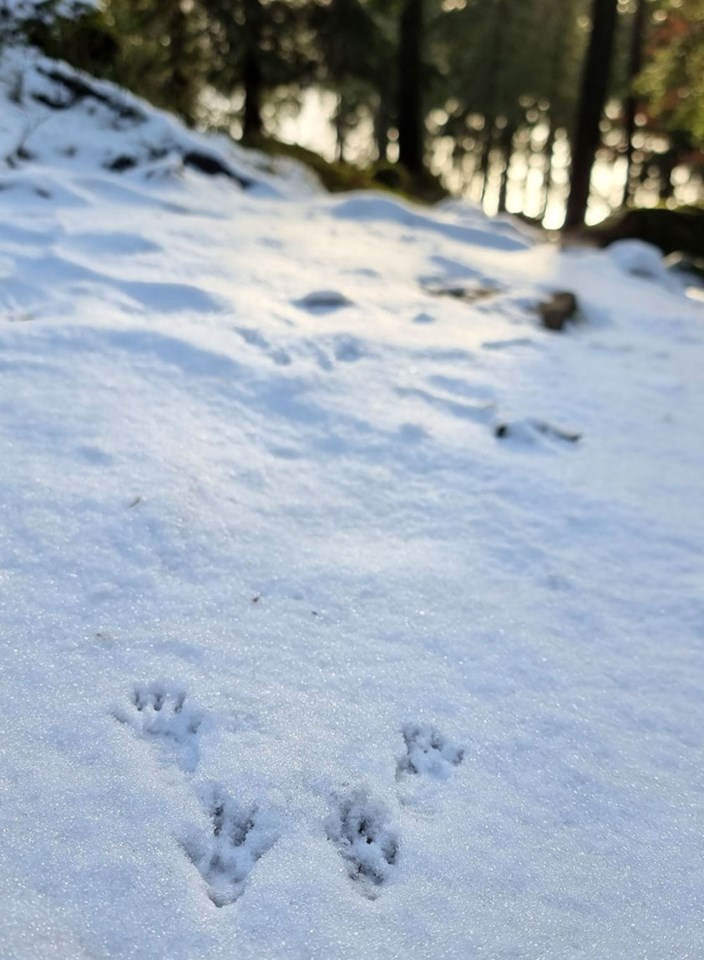 Dyrespor i snøen