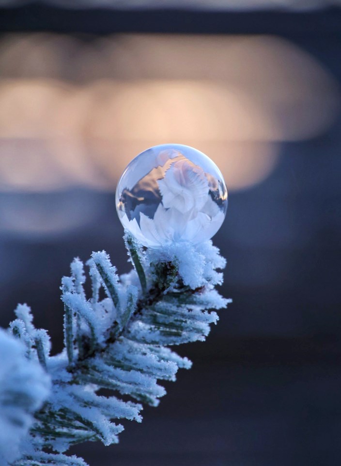 Frossen såpeboble på frossen grangren i kveldslys.