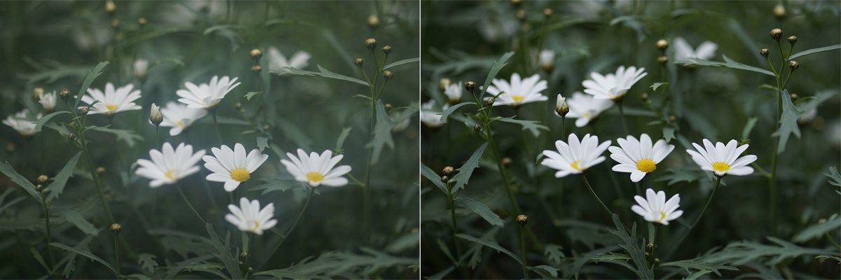 Bild som visar blommor och där fettfläckar har förstört delar av bilden