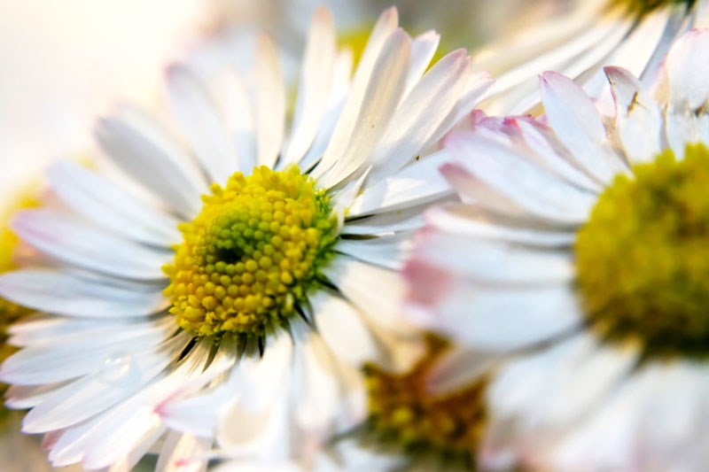 Juksemakro med bakvendt objektiv