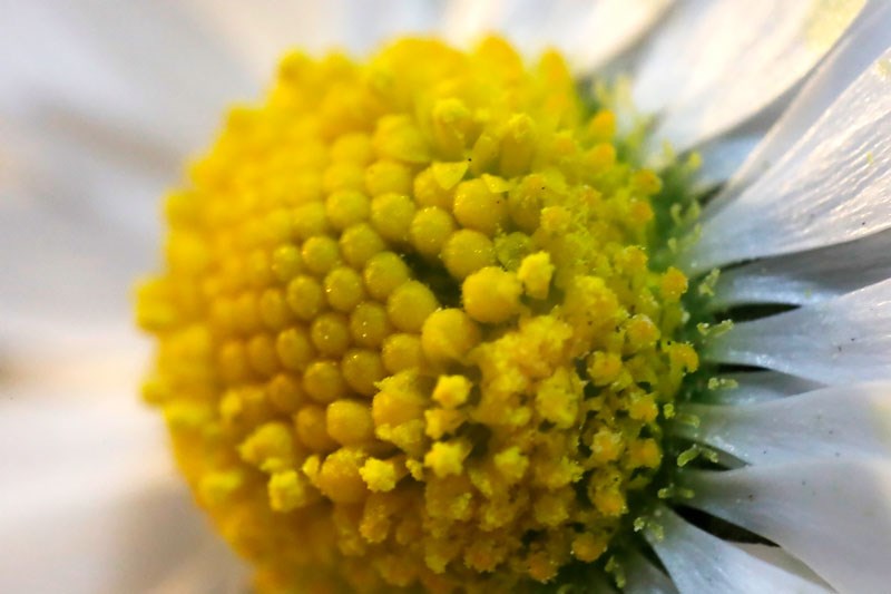 Juksemakro med bakvendt objektiv