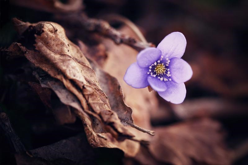 Nærbilde på blåveis