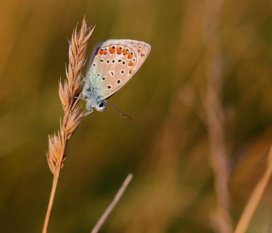 Nærbilde på sommerfugl