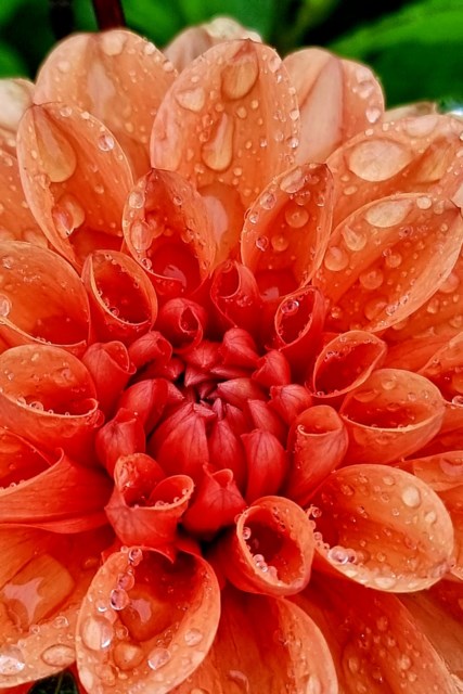 Makrobilde av en dahlia med regndråper