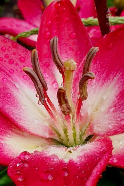 Makrobilde av en lilje med regndråper