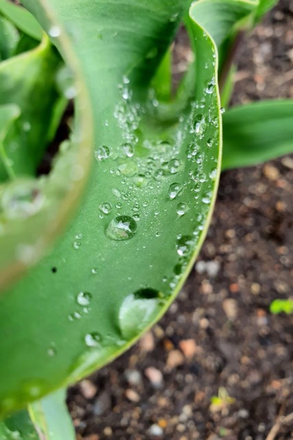 Makrobilde av et tulipanblad med vanndråper