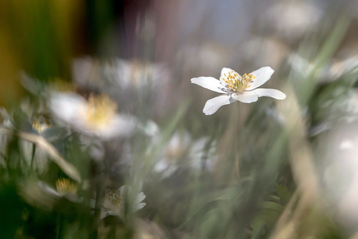 Makrobilde på hvitveis