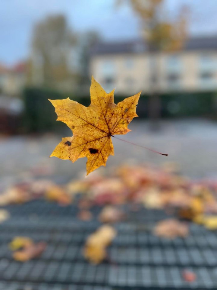 Gult blad mot uskarp bakgrunn