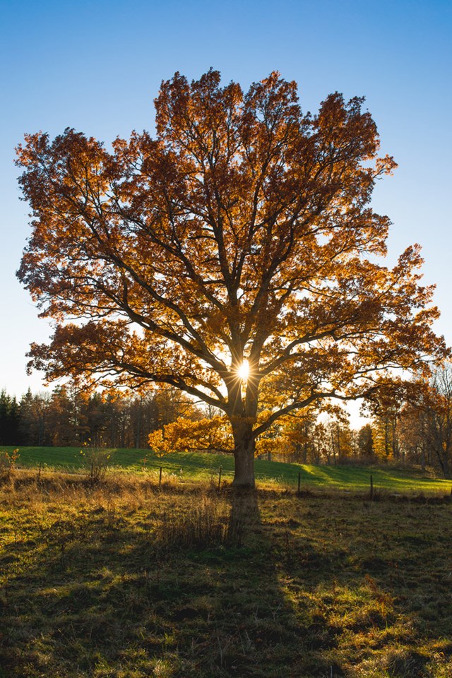 Foto av høstlig tre med solstråler