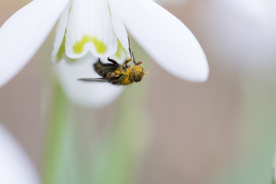 Makrobilde av pollendekket flue