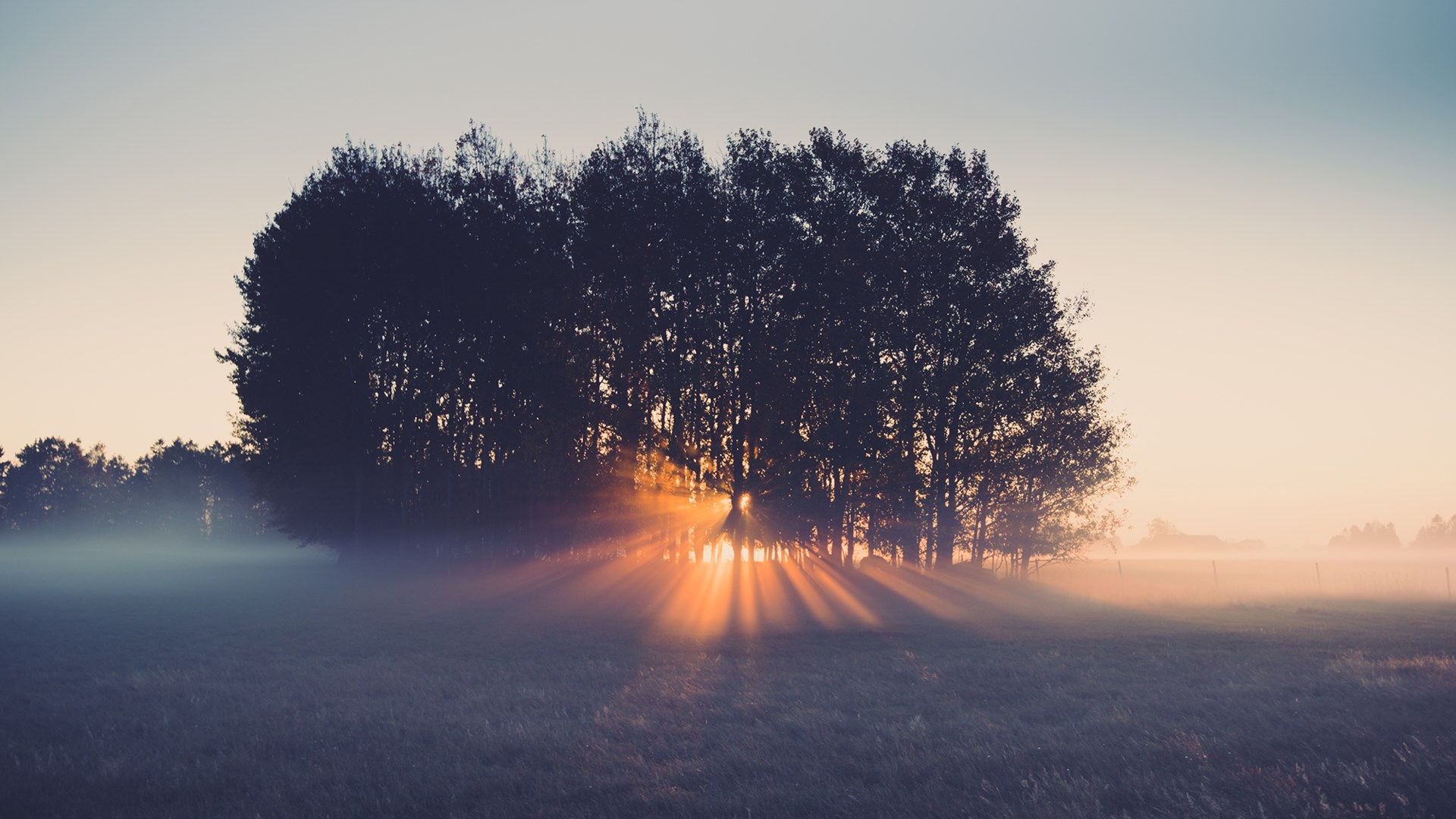 Naturfoto av soloppgang som skinner gjennom et skogholt