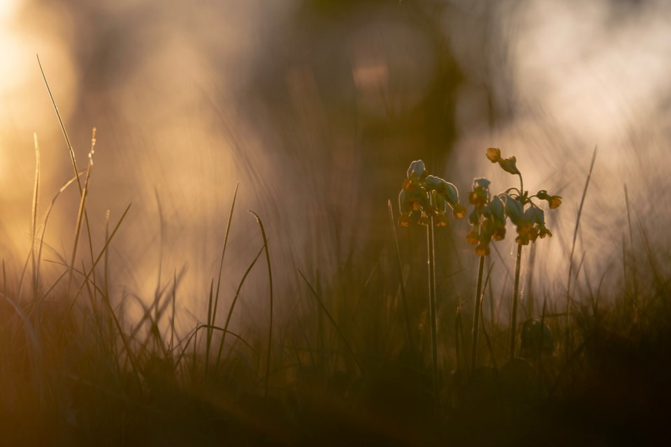 Marianøkleblom i solnedgang