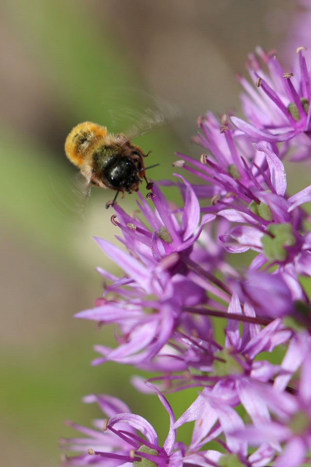 Bilde av en bie tatt med kort lukkerhastighet