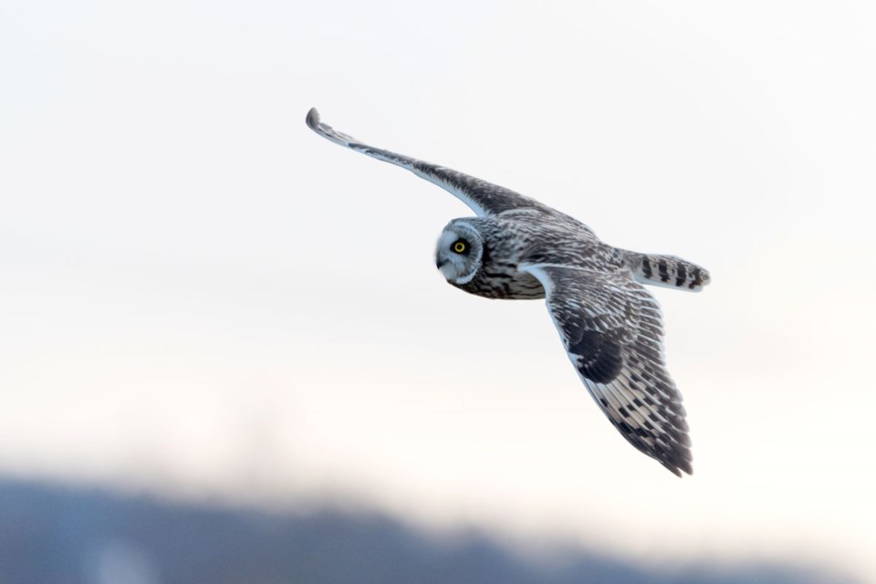 Bilde av flygende ugle tatt med kort lukkertid